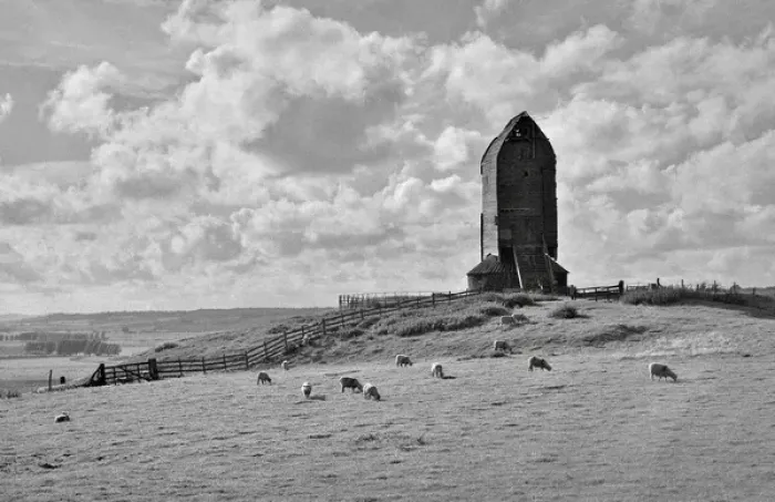 Framed Print : Sheep in a field with a disused windmill Framed Print : Sheep in a field with a disused windmill