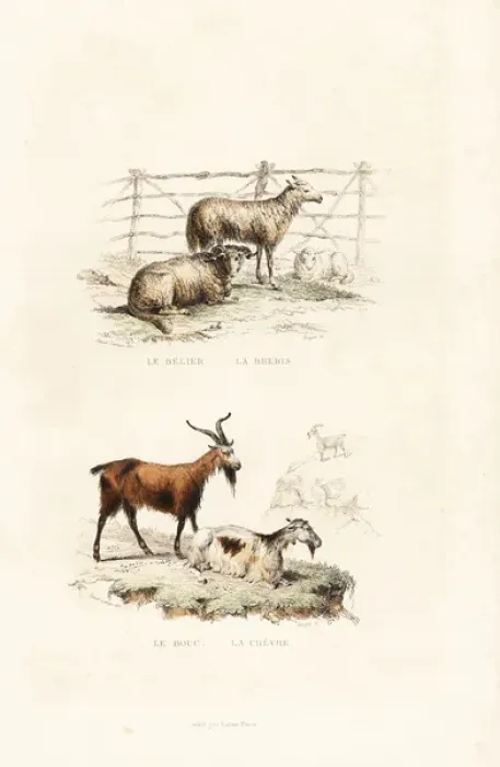 Framed Print : Sheep and goats Framed Print : Sheep and goats