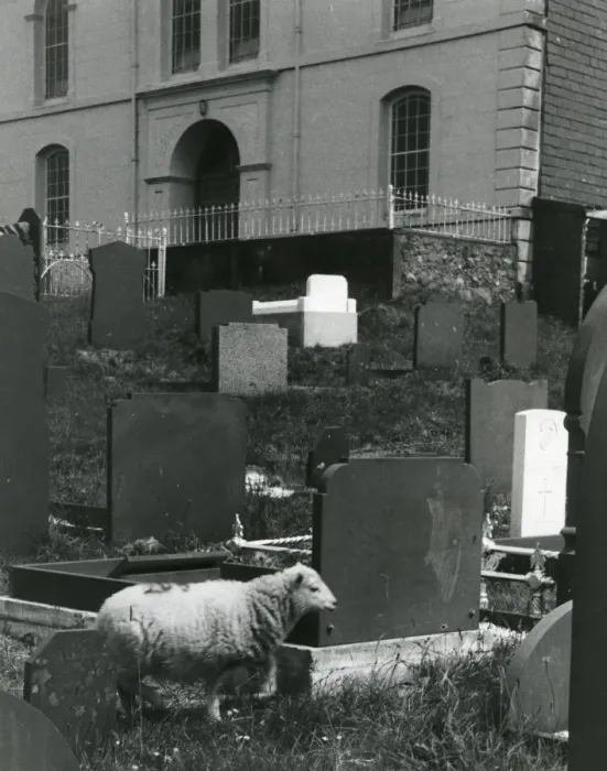 Framed Print : Sheep in graveyard, Talysarn, North Wales Framed Print : Sheep in graveyard, Talysarn, North Wales