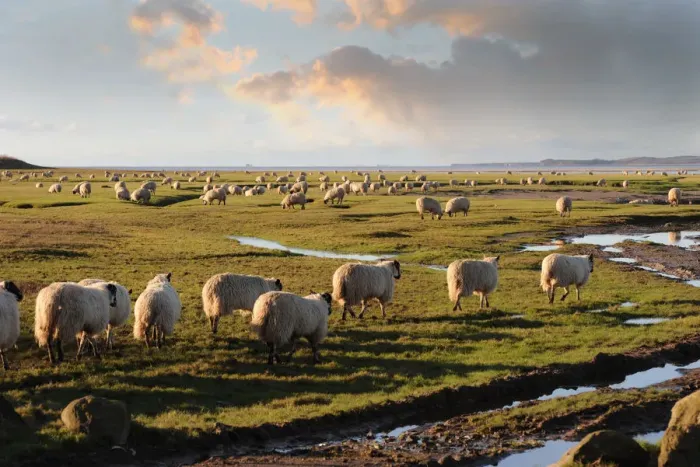 Framed Print : Sheep graze Flookborough saltings, Morecambe Bay Framed Print : Sheep graze Flookborough saltings, Morecambe Bay