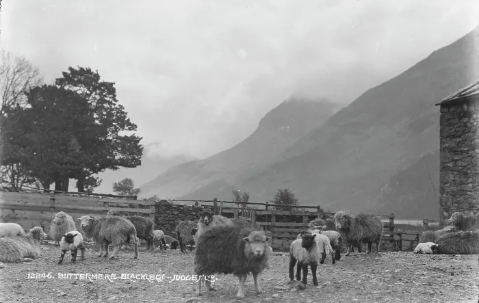 Framed Print : Sheep Grazing in Buttermere Framed Print : Sheep Grazing in Buttermere