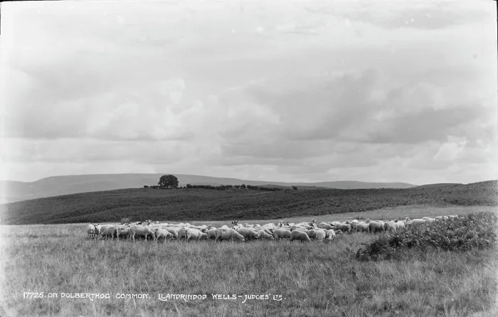 Framed Print : Sheep Grazing on Dolberthog Common Framed Print : Sheep Grazing on Dolberthog Common