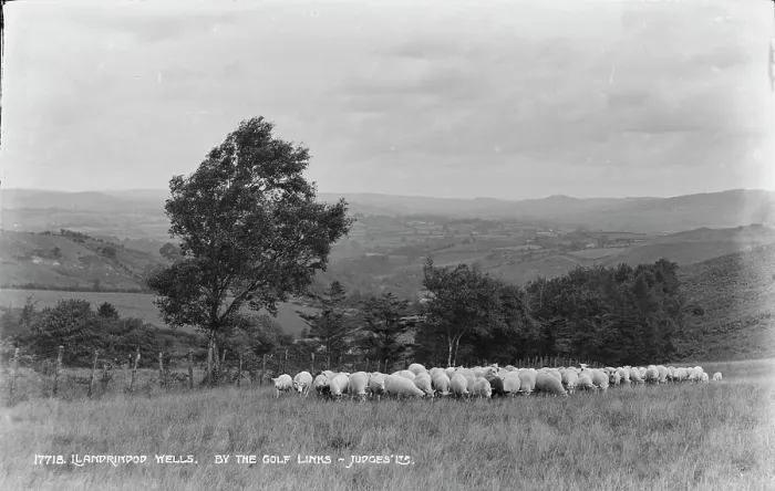 Framed Print : Sheep Grazing by the Golf Links Framed Print : Sheep Grazing by the Golf Links