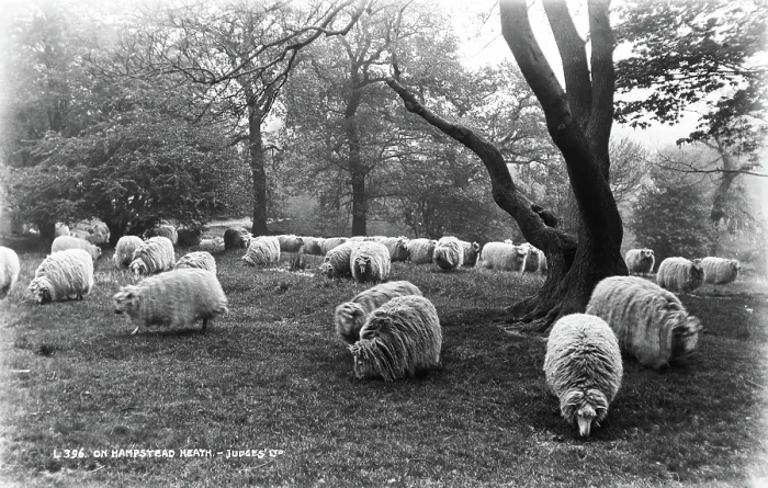 Framed Print : Sheep on Hampstead Heath Framed Print : Sheep on Hampstead Heath