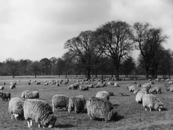 Framed Print : Sheep in Hyde Park Framed Print : Sheep in Hyde Park