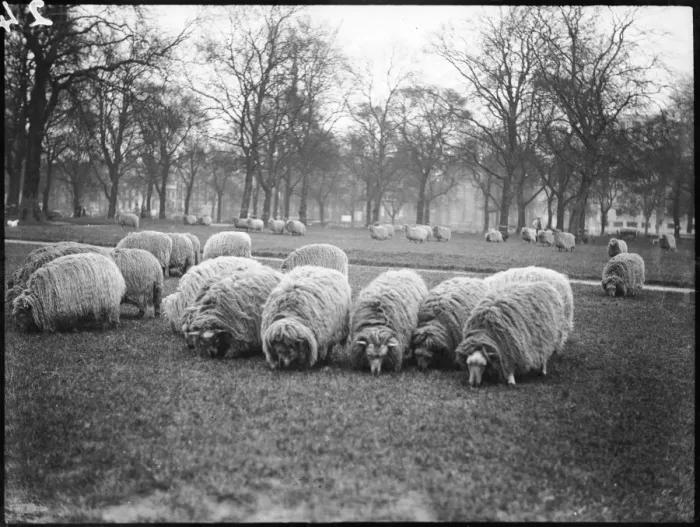 Framed Print : Sheep in Hyde Park Framed Print : Sheep in Hyde Park