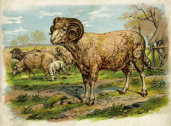 Framed Print : Sheep and lambs in a field Framed Print : Sheep and lambs in a field