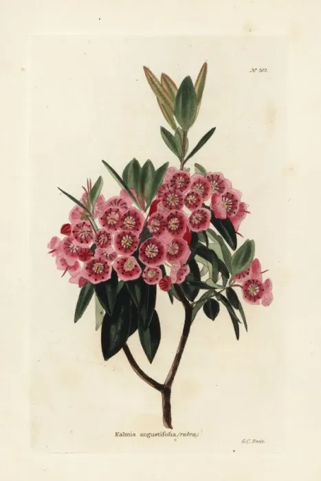 Framed Print : Sheep laurel, Kalmia angustifolia Framed Print : Sheep laurel, Kalmia angustifolia