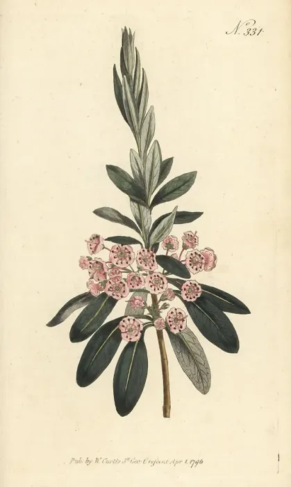 Framed Print : Sheep laurel, Kalmia angustifolia Framed Print : Sheep laurel, Kalmia angustifolia