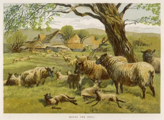 Framed Print : Sheep in Meadow 1862