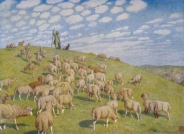 Sheep in Pasture 1904