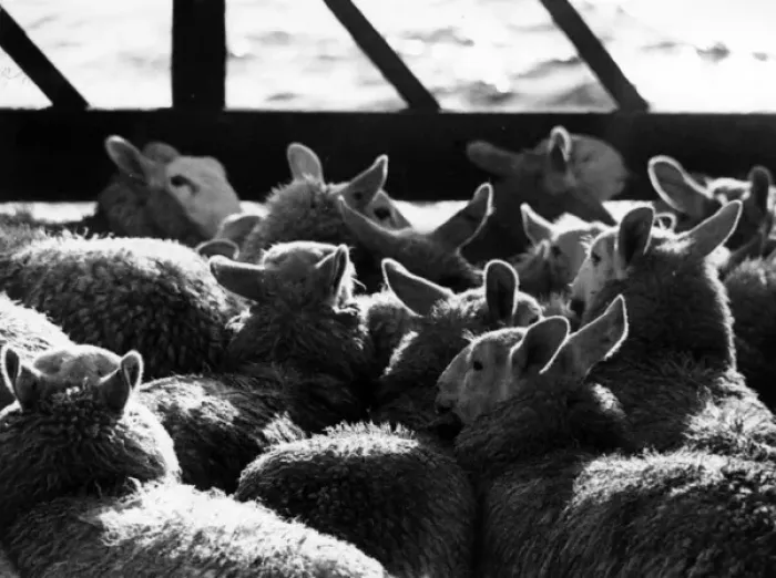 Framed Print : Sheep penned in on boat to Shetland Framed Print : Sheep penned in on boat to Shetland