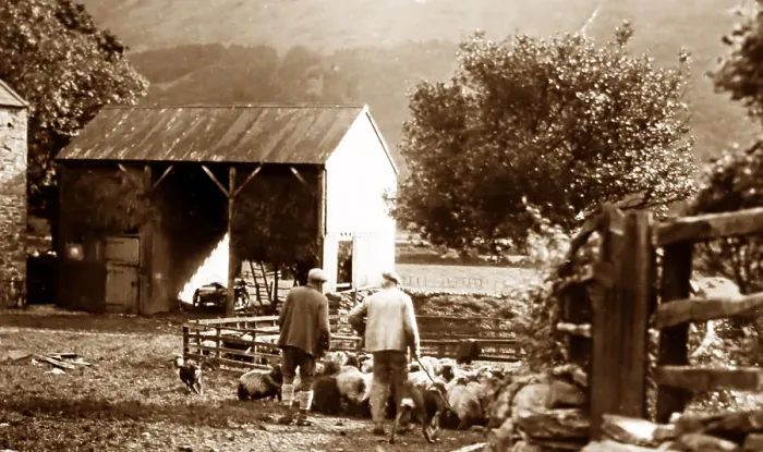 Framed Print : Sheep penning in Buttermere, lake District Framed Print : Sheep penning in Buttermere, lake District