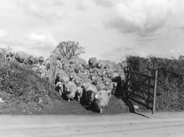 Framed Print : Sheep Push through Gate Framed Print : Sheep Push through Gate
