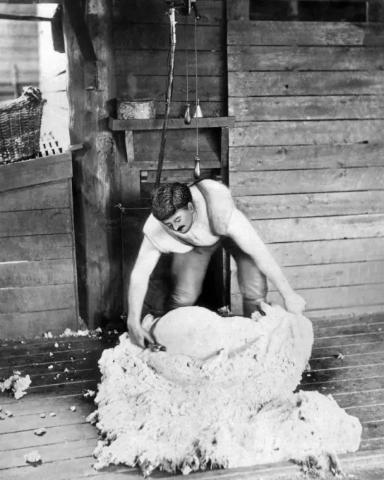 Framed Print : Sheep shearer at work, Burrawang Station, Australia Framed Print : Sheep shearer at work, Burrawang Station, Australia