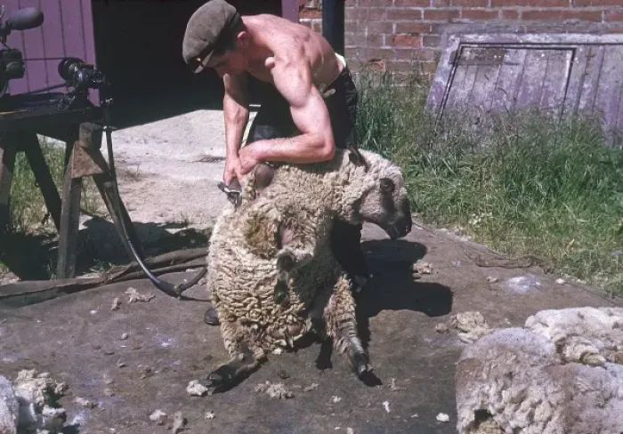 Framed Print : Sheep Shearing Framed Print : Sheep Shearing