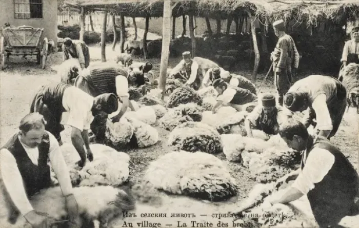 Framed Print : Sheep Shearing in Bulgaria Framed Print : Sheep Shearing in Bulgaria
