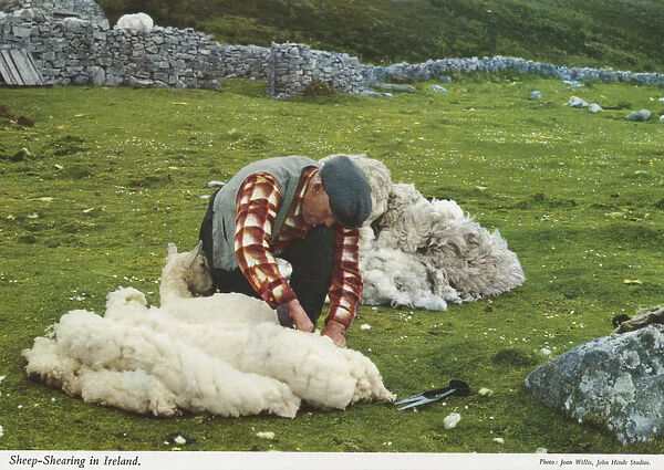 Sheep Shearing, Republic of Ireland