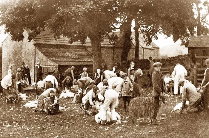 Framed Print : Sheep shearing in Stanhope Framed Print : Sheep shearing in Stanhope