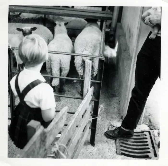 Framed Print : Sheep - Southampton Zoo, Southampton, Hampshire Framed Print : Sheep - Southampton Zoo, Southampton, Hampshire