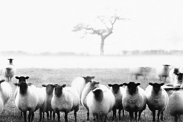 Sheep in Staffordshire