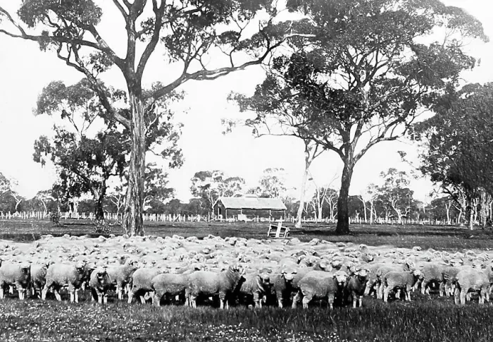 Framed Print : Sheep Station, Australia, Victorian period Framed Print : Sheep Station, Australia, Victorian period