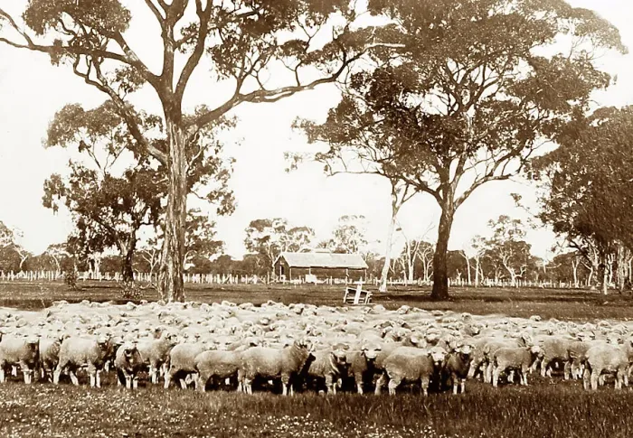 Framed Print : Sheep Station, Australia, Victorian period Framed Print : Sheep Station, Australia, Victorian period
