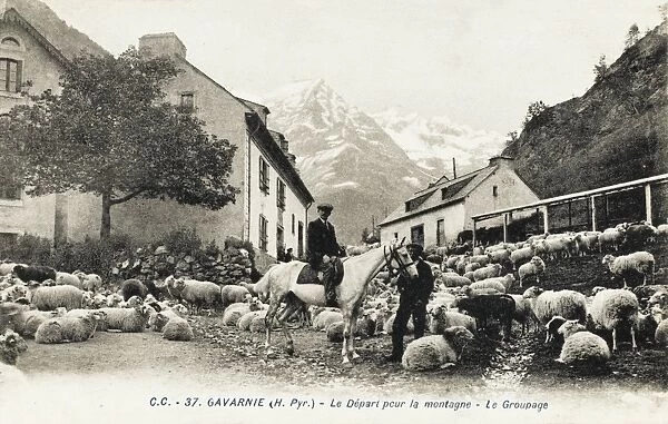 Sheep in the street  /  village at Gavarnie, France