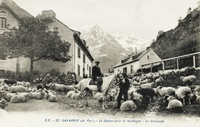 Framed Print : Sheep in the street / village at Gavarnie, France Framed Print : Sheep in the street / village at Gavarnie, France