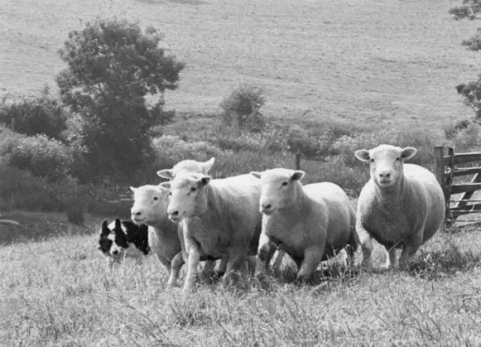 Framed Print : Sheepdog with flock of sheep Framed Print : Sheepdog with flock of sheep