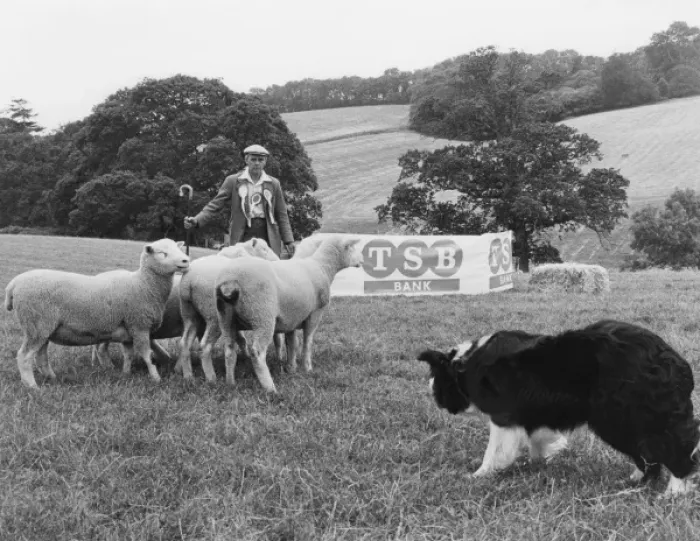 Framed Print : Sheepdog Trials Framed Print : Sheepdog Trials