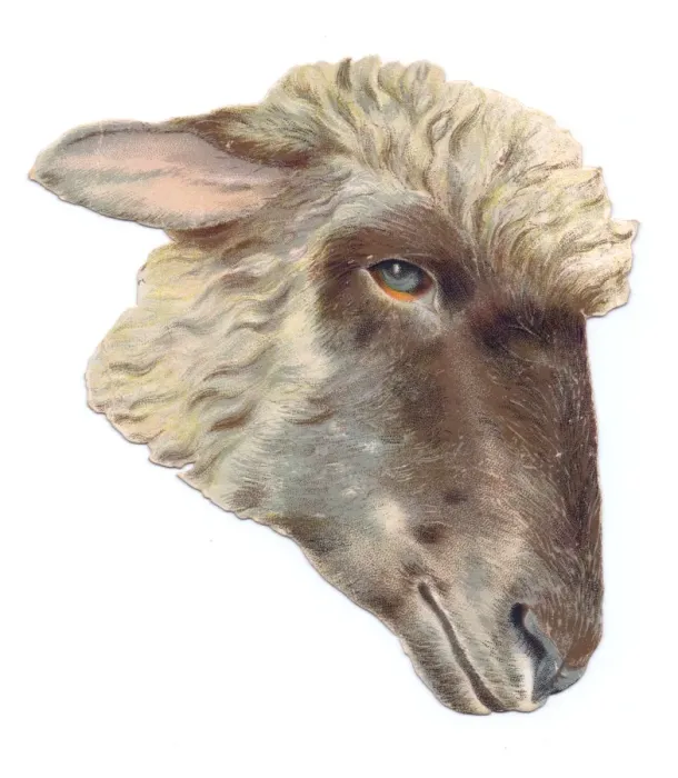Framed Print : Sheeps head on a Victorian scrap Framed Print : Sheeps head on a Victorian scrap