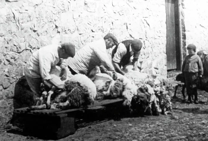 Framed Print : sheering sheep Framed Print : sheering sheep