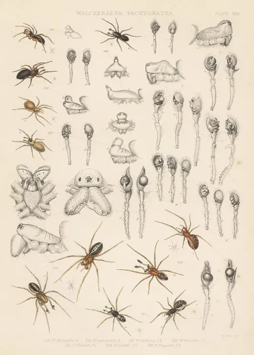 Framed Print : Sheet weaver, dwarf and long-jawed orbweaver spiders Framed Print : Sheet weaver, dwarf and long-jawed orbweaver spiders
