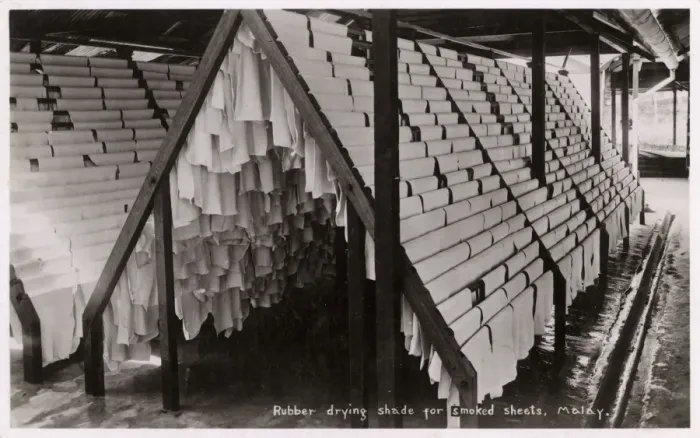 Framed Print : Sheets of Rubber drying on racks - Malaysia Framed Print : Sheets of Rubber drying on racks - Malaysia