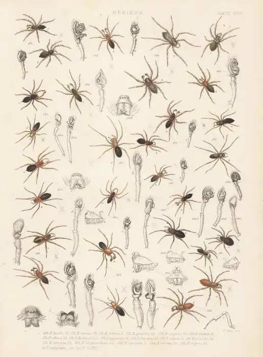 Framed Print : Sheetweaver spiders, dwarf spiders, etc Framed Print : Sheetweaver spiders, dwarf spiders, etc