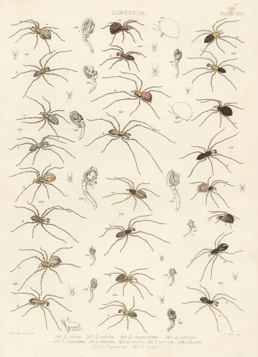 Framed Print : Sheetweb spider, invisible spider, cavity spider, etc Framed Print : Sheetweb spider, invisible spider, cavity spider, etc