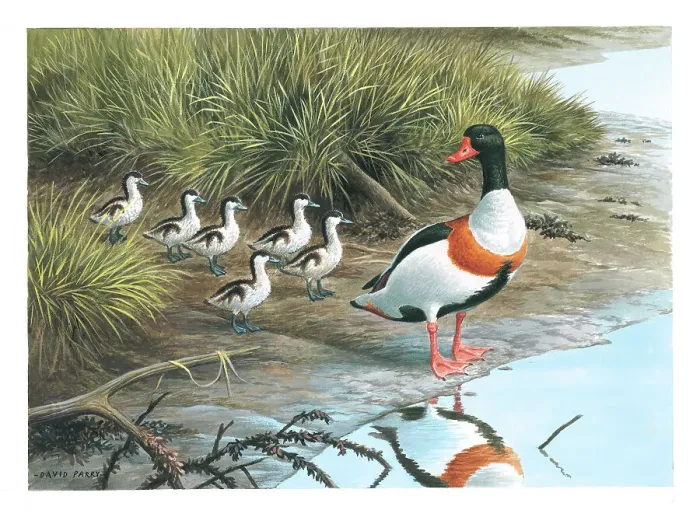 Framed Print : Shelduck and young Framed Print : Shelduck and young