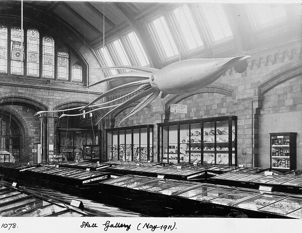 Shell Gallery, May 1911