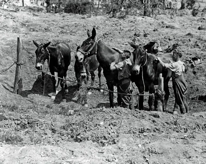 Framed Print : Shell hole used as stable, Western Front, WW1 Framed Print : Shell hole used as stable, Western Front, WW1