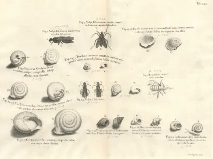 Framed Print : Shell and insect illustration Framed Print : Shell and insect illustration