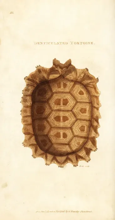 Framed Print : Shell of the yellow-footed tortoise, Chelonoidis denticulata Framed Print : Shell of the yellow-footed tortoise, Chelonoidis denticulata