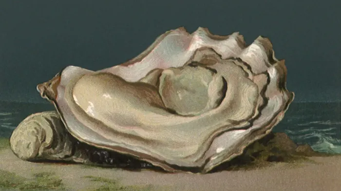 Framed Print : Shelled Oyster Date: 1889 Framed Print : Shelled Oyster Date: 1889