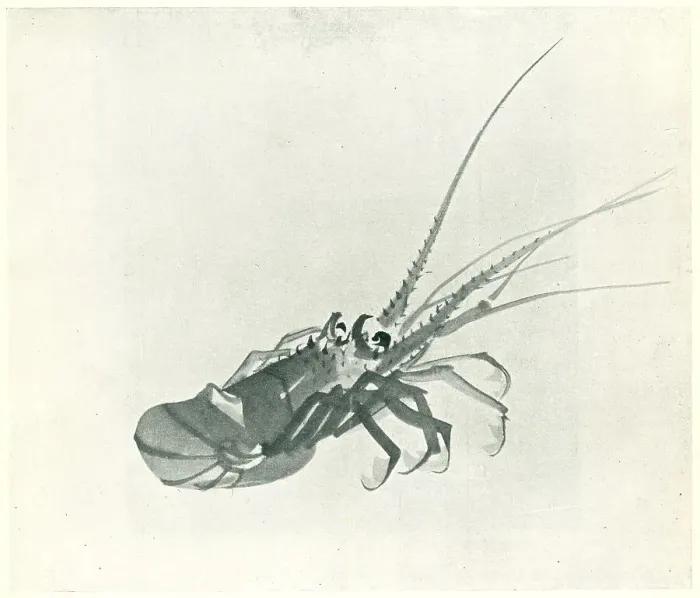 Framed Print : Shellfish. A Japanese brush drawing of a large shrimp. Date: circa 1920 Framed Print : Shellfish. A Japanese brush drawing of a large shrimp. Date: circa 1920