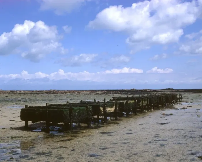 Framed Print : Shellfish farming on Jersey, Channel Islands Framed Print : Shellfish farming on Jersey, Channel Islands