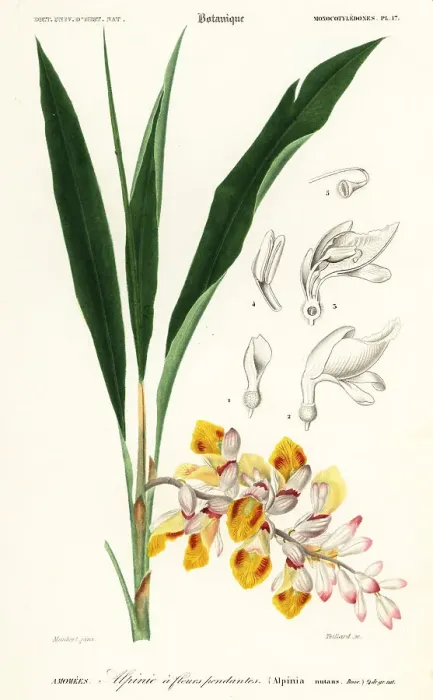 Framed Print : Shellflower, Alpinia nutans Framed Print : Shellflower, Alpinia nutans