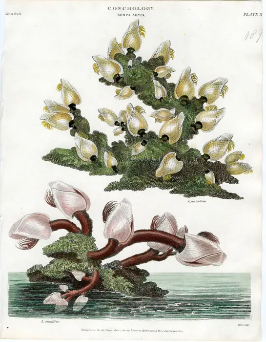 Framed Print : Shells Framed Print : Shells