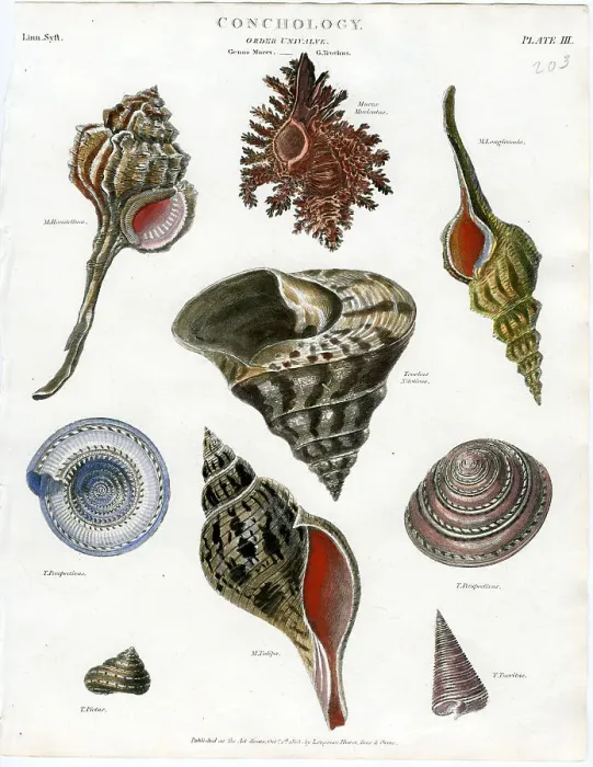 Framed Print : Shells Framed Print : Shells