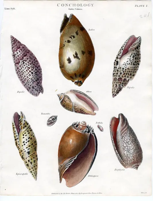 Framed Print : Shells Framed Print : Shells