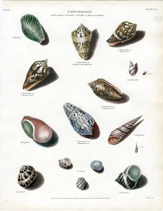 Framed Print : Shells Framed Print : Shells